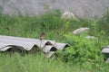 A tiny black bird on a cement roofs which are on the ground. Curious one is waiting for something eagerly Royalty Free Stock Photo