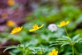 Tiny black bug sitting on blooming Anemone Ranunculoides or yellow wood anemone flowers in spring forest Royalty Free Stock Photo