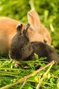 Tiny black bunny resting with big orange rabbit