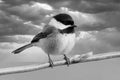 Small bird Chickadee Perched Branch Dramatic Black White sky