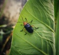 Tiny black cereal leaf beetle