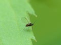 Tiny Black Fly On Leaf 2