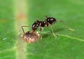 Tiny Black Garden Ant with Scale Insect on Green Leaf