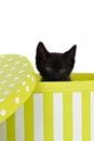 Tiny black kitten looking over edge of box Royalty Free Stock Photo