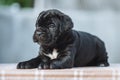 Tiny black puppy on a blurred background