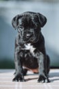 Tiny black puppy on a blurred background