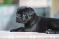 Tiny black puppy on a blurred background