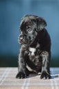 Tiny black puppy on a blurred background