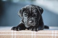 Tiny black puppy on a blurred background