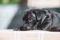 Tiny black puppy on a blurred background