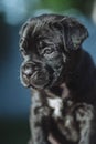 Tiny black puppy on a blurred background