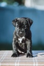 Tiny black puppy on a blurred background
