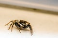 Tiny Black Spider Royalty Free Stock Photo