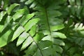 A tiny black spider sits in its small web made from joining few Maidenhair ferns Royalty Free Stock Photo