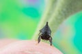 Tiny Black Treehopper on Finger with Colorful Background