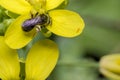 Tiny black wasp on a primrose flower Royalty Free Stock Photo