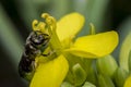 Tiny black wasp on a primrose flower Royalty Free Stock Photo