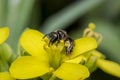 Tiny black wasp on a primrose flower Royalty Free Stock Photo