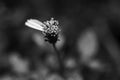 Tiny Black and White Daisy wild flower in macro. Royalty Free Stock Photo