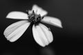 Tiny Black and White wild flower in macro. Royalty Free Stock Photo