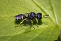 A tiny black and yellow Square-headed Wasp (Ectemnius maculosus) perched on a leaf. Royalty Free Stock Photo