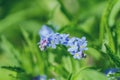 Tiny blooming spring flower forget me not on green grass background