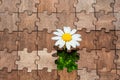 Tiny Blossom: Daisy Flower Grows in a Puzzle Void Royalty Free Stock Photo