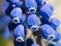 Tiny Blue Bell Flowers macro