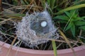 A tiny blue bird egg in a nest.