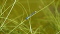Tiny blue dragonfly hanging in a branch Royalty Free Stock Photo