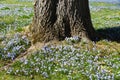 Tiny blue Early Snow Glories around a tree bark blooming in the Spring Royalty Free Stock Photo
