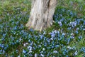 Tiny blue Early Snow Glories blooming around a tree bark in the early Spring Royalty Free Stock Photo