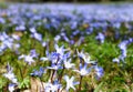The tiny blue Early Snow Glories flowers blooming in the Spring Royalty Free Stock Photo