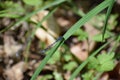 Blue Featherleg Damselfly on Grass