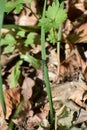 Blue Featherleg Damselfly on Grass in the Forest