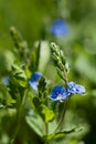 Tiny Blue Field Flower Veronica chamaedrys Royalty Free Stock Photo
