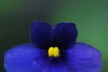 African violet Saintpaulia ionantha flower in close-up Royalty Free Stock Photo