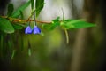 Tiny Blue Flowers