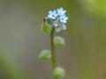 Tiny Blue Flowers Royalty Free Stock Photo