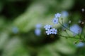Tiny blue flowers with green background Royalty Free Stock Photo