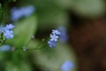 Tiny blue flowers with green background Royalty Free Stock Photo