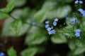 Tiny blue flowers with green background Royalty Free Stock Photo