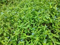 Tiny blue flowers on green plants in a group. Royalty Free Stock Photo