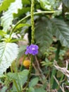 Tiny blue flowers in my field Royalty Free Stock Photo