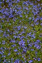 Tiny blue flowers of Veronica plants ground cover blooming in a spring garden, as a nature background Royalty Free Stock Photo