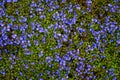 Tiny blue flowers of Veronica plants ground cover blooming in a spring garden, as a nature background Royalty Free Stock Photo