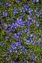 Tiny blue flowers of Veronica plants ground cover blooming in a spring garden, as a nature background Royalty Free Stock Photo