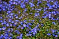 Tiny blue flowers of Veronica plants ground cover blooming in a spring garden, as a nature background Royalty Free Stock Photo