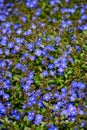 Tiny blue flowers of Veronica plants ground cover blooming in a spring garden, as a nature background Royalty Free Stock Photo