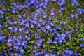 Tiny blue flowers of Veronica plants ground cover blooming in a spring garden, as a nature background Royalty Free Stock Photo